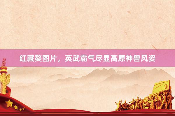 红藏獒图片,英武霸气尽显高原神兽风姿